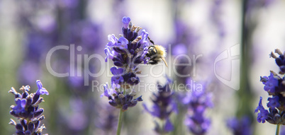 Panorama with bee in purple lavender field