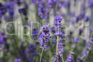 Purple lavender in a field