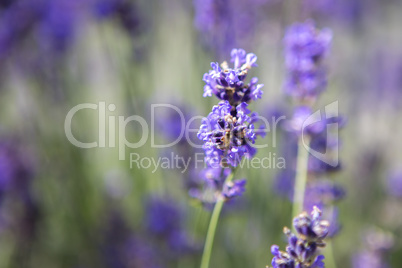 Purple lavender in a field