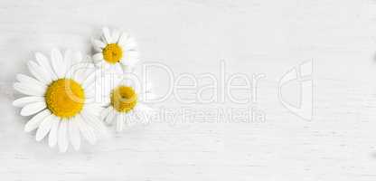 Panorama of marguerites on white background, spring concept