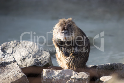 Portrait of a Nutria