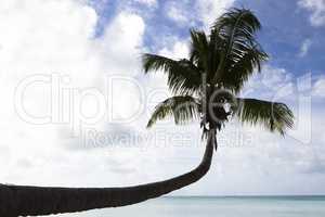 Tropical palm tree panorama, silhouette