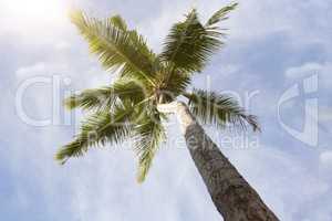 Tropical palm tree panorama