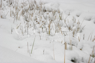 Grass cowered with snow in winter time.