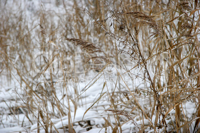 Grass cowered with snow in winter time.
