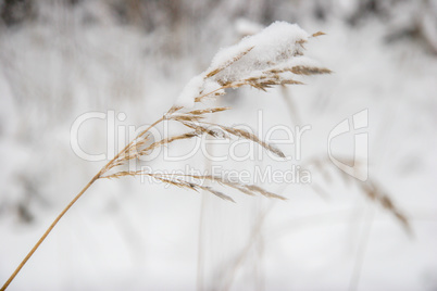 Grass cowered with snow in winter time.