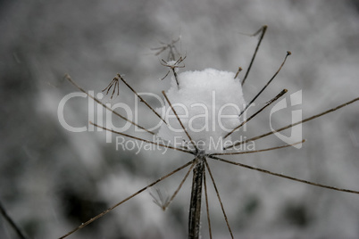 Grass cowered with snow in winter.