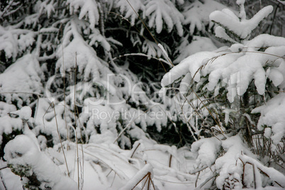 Snow covered spruce in winter time.