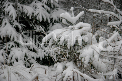 Snow covered spruce in winter season.
