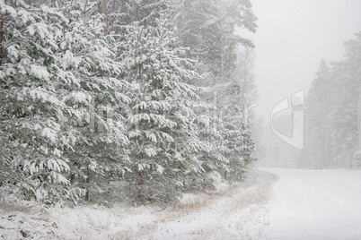 Beautiful winter landscape with snowy road in the winter forest.