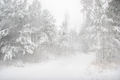 Beautiful winter landscape with snowy road in the winter forest.