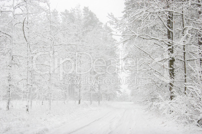 Beautiful winter landscape with snowy road in the winter forest.