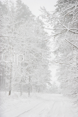 Beautiful winter landscape with snowy road in the winter forest.