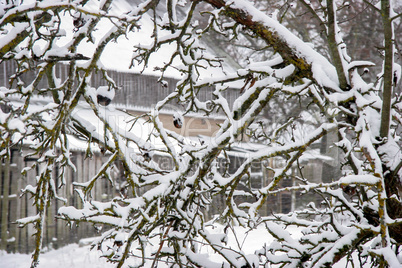 Apple tree covered with snow
