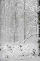 Winter forest landscape with snowy winter trees