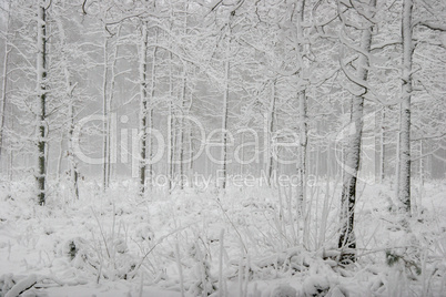 Winter forest landscape with snowy winter trees