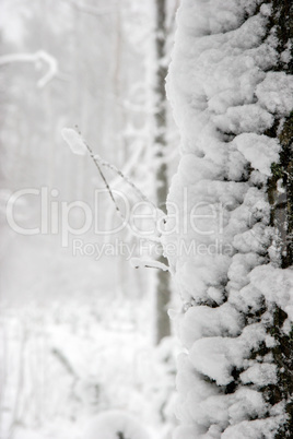 Forest in winter