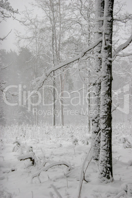 Winter forest landscape with snowy winter trees