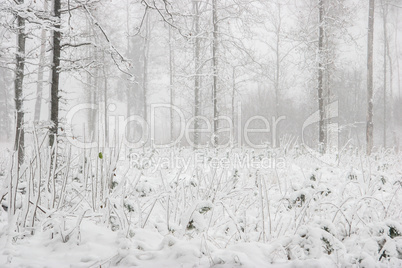 Winter forest landscape with snowy winter trees