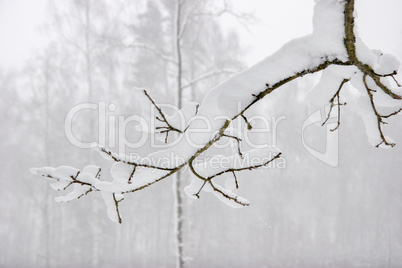 Tree branch covered with thick snow.