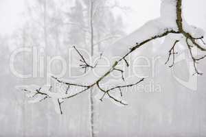 Tree branch covered with thick snow.