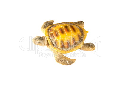 shell turtle