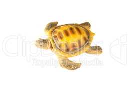 shell turtle
