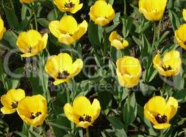 yellow tulip at spring on Earth