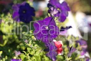 blue flower Campanula ad dry sunny day