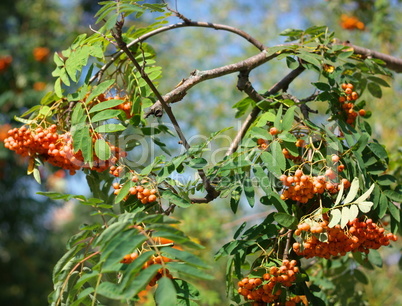 ashberry at dry sunny day