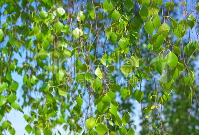 Birch at spring Day