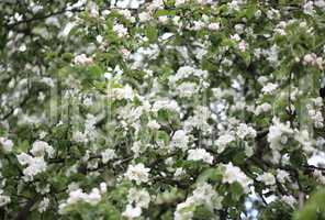 Apple Flower at Spring