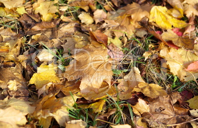 yellow maple carpet at autumn