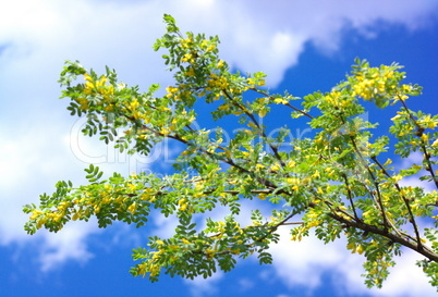 yellow acacia at Spring