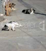 stray dogs on street