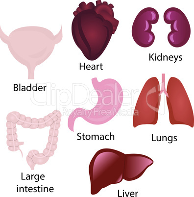 Set of Human Organs  vector illustrations