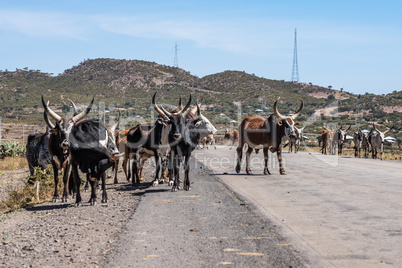 Brahman or Zebu bulls on the road to Gheralta in Tigray, Northern Ethiopia