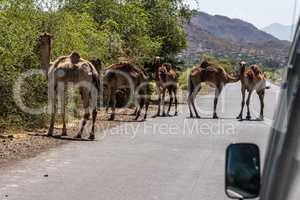 Camels on the road to Gheralta in Tigray, Northern Ethiopia.