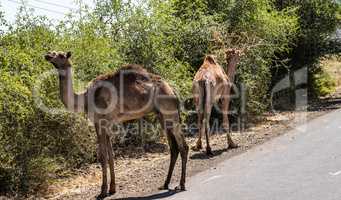 Camels on the road to Gheralta in Tigray, Northern Ethiopia.