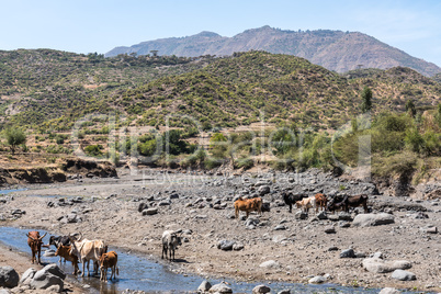 Brahman or Zebu bulls drinking water in Tigray, Northern Ethiopia