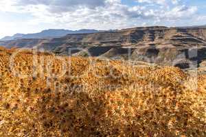 Saflor flower field between in Tigray, Northern Ethiopia, Africa