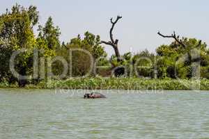 Hippo looking out of the water in lake Tana, Ethiopia