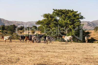 Brahman or Zebu bulls near the Blue Nile falls, Tis-Isat Falls, Ethiopia Eastern