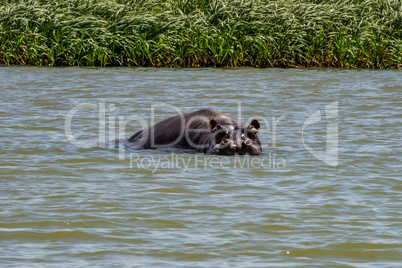 Hippo looking out of the water in lake Tana, Ethiopia