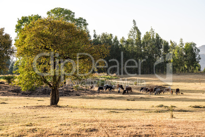 Brahman or Zebu bulls near the Blue Nile falls, Tis-Isat, Ethiopia, Africa