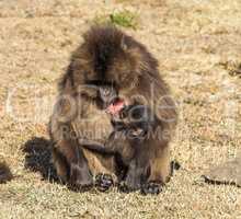 Gelada Baboon - Theropithecus Gelada. Simien Mountains National Park in Ethiopia