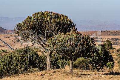 Candelabra Trees Euphorbia candelabrum near Wukro Cherkos in Ethiopia
