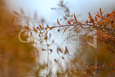 Bush branches in autumn as background.