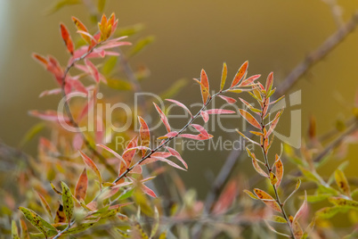 Bush branches in autumn as background.