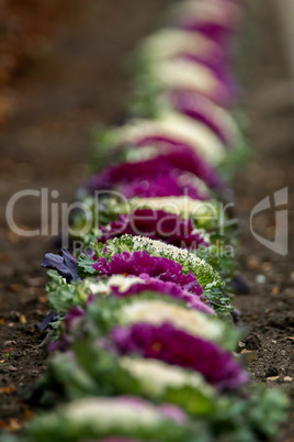 Decorative colored cabbages are grow in row.